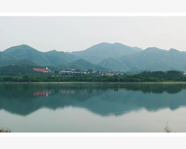香菜止咳化痰，中医有效偏方